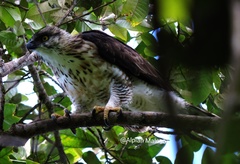 Nisaetus lanceolatus