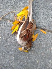 Zonotrichia albicollis