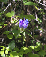 Gentiana scabra buergeri