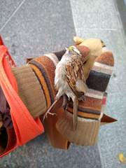 Zonotrichia albicollis