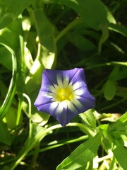 Convolvulus tricolor