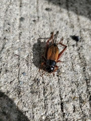 Gryllus firmus
