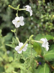 Nicotiana alata