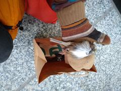 Zonotrichia albicollis