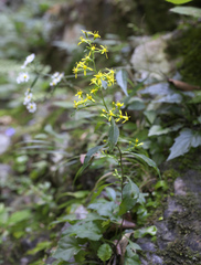 Solidago virgaurea asiatica