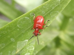 Lilioceris faldermanni