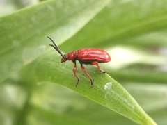Lilioceris faldermanni