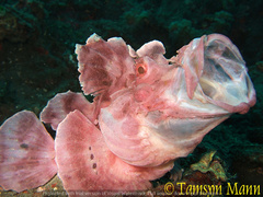 Rhinopias eschmeyeri