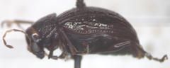 Rhabdopterus