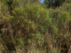 Veronica stenophylla stenophylla