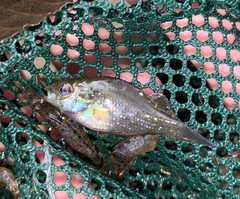 Enneacanthus gloriosus