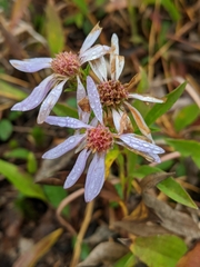 Eurybia surculosa