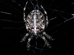 Araneus diadematus