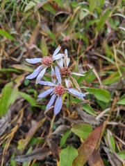 Eurybia surculosa