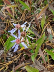 Eurybia surculosa