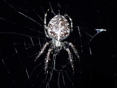 Araneus diadematus