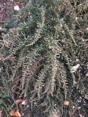Artemisia vulgaris