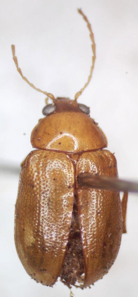 Rhabdopterus fulvipes