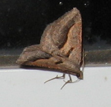 Digrammia subminiata