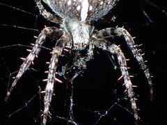 Araneus diadematus