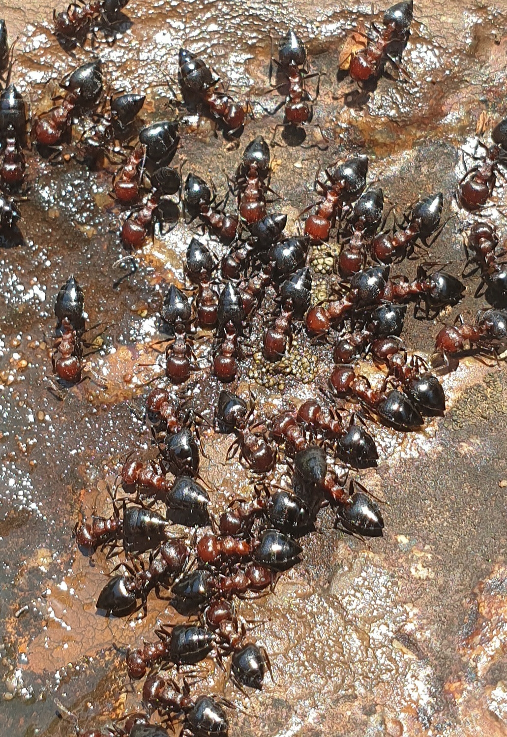 Crematogaster castanea