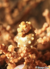 Hippocampus bargibanti