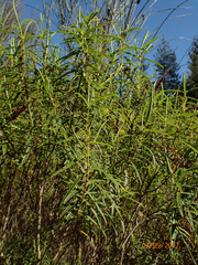 Veronica stenophylla stenophylla