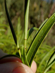 Veronica stenophylla stenophylla