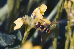 Sphaerophoria rueppellii