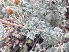 Artemisia rutifolia
