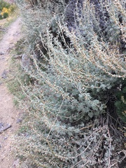 Artemisia rutifolia