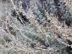 Artemisia rutifolia