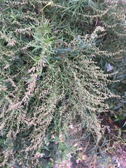 Artemisia vulgaris