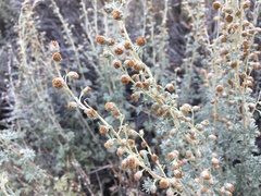 Artemisia rutifolia