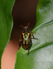 Pelidnota liturella