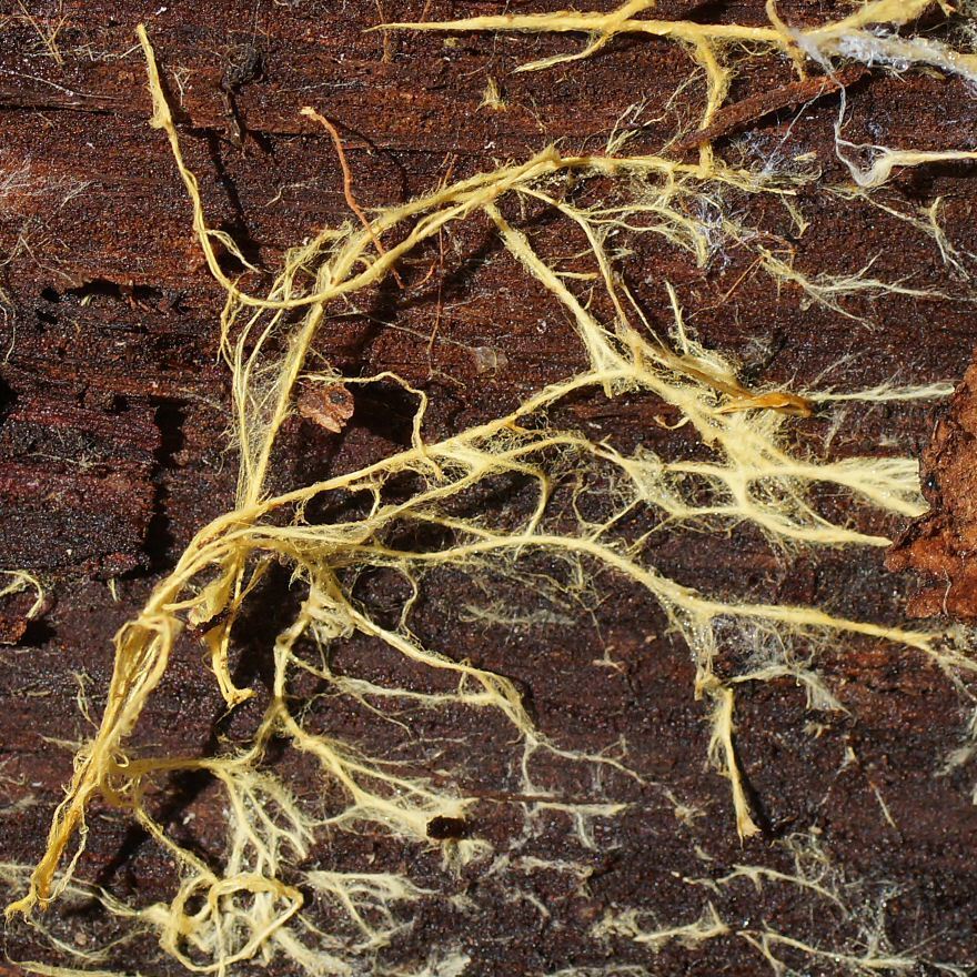 Rhizochaete