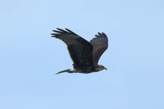 Rostrhamus sociabilis image