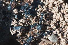 Camponotus micans