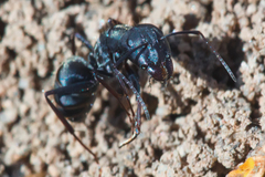 Camponotus micans