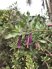 Iochroma