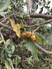 Iochroma