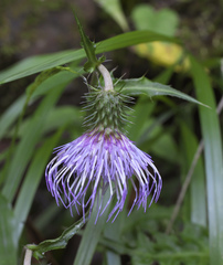 Cirsium tashiroi