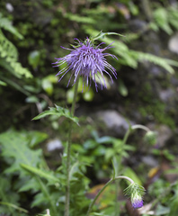 Cirsium tashiroi