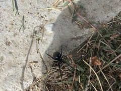 Latrodectus hesperus
