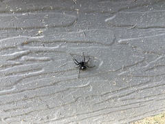 Latrodectus hesperus