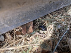Latrodectus hesperus