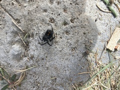 Latrodectus hesperus