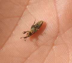Lixus subtilis