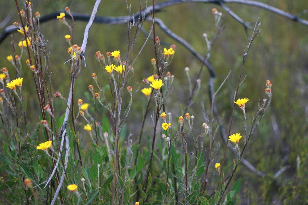 Woollystalk Boneseed