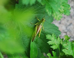 Ognevia longipennis